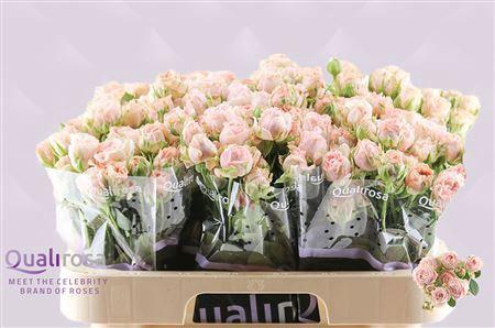 <h4>R TR BOMBASTIC</h4>