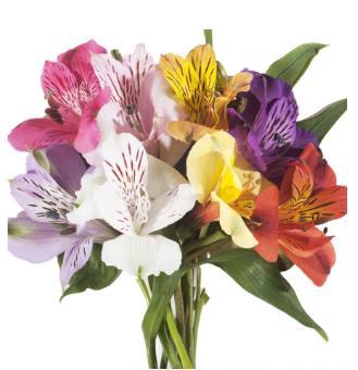 <h4>Alstr Gem In Fust</h4>