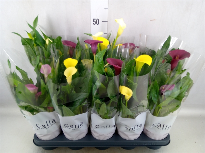 <h4>Zantedeschia   ...mix 5</h4>