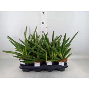Sansevieria cyl.  ...