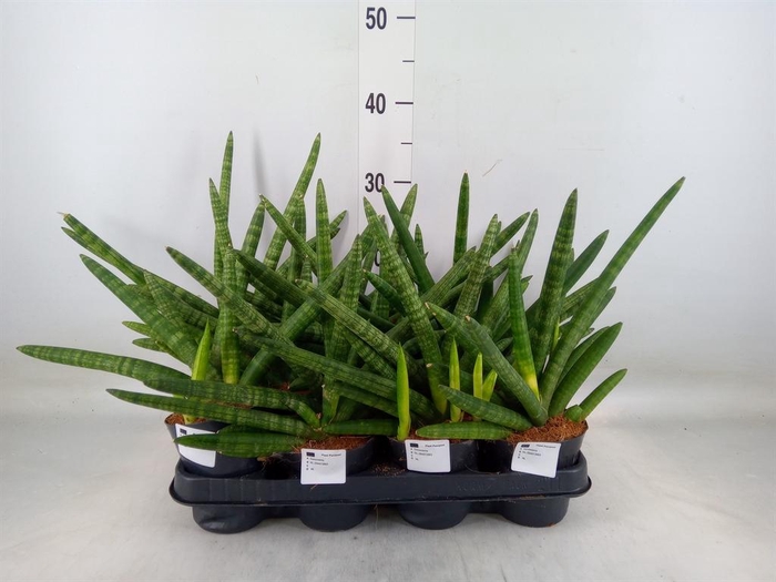 <h4>Sansevieria cyl.  ...</h4>