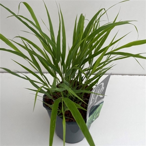 Graminées Hakonechloa Macra