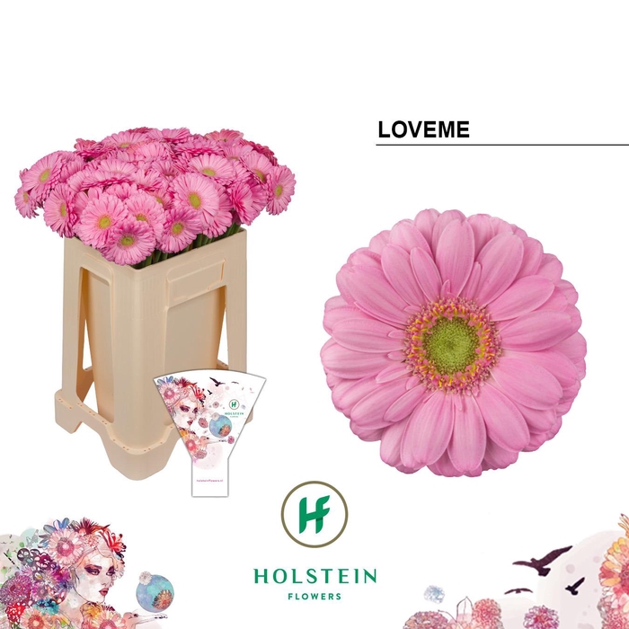 <h4>Germini Loveme Water/Hoes x80</h4>