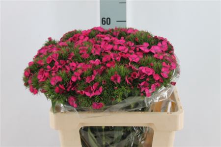 <h4>Di Barb Lord Hot Pink 55 Cm</h4>