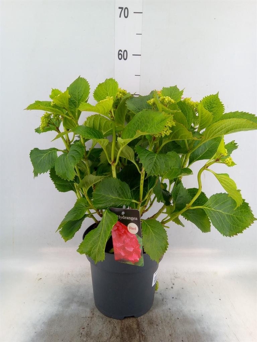 <h4>Hydrangea mac. 'Hi Fire'</h4>