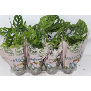 MONSTERA OBLIQUA ADANSONII P15