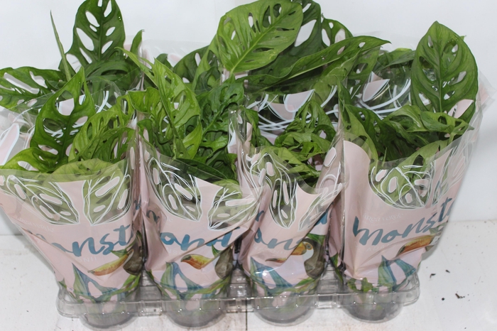 <h4>MONSTERA OBLIQUA ADANSONII P15</h4>