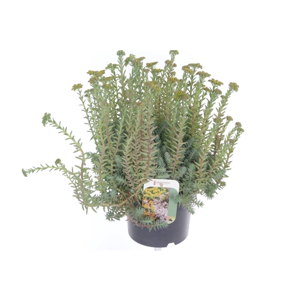 <h4>Sedum reflexum</h4>