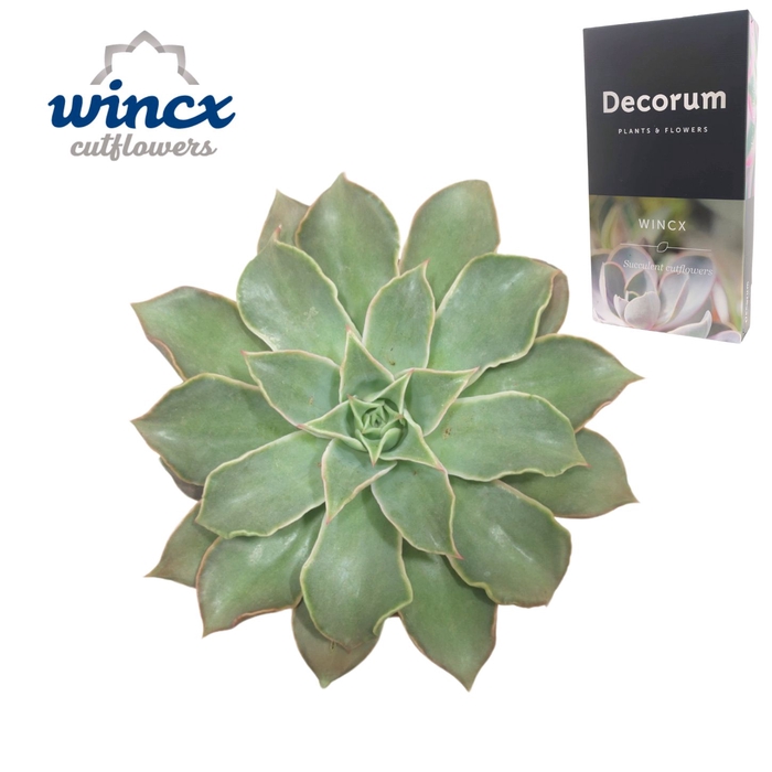 <h4>Echeveria Madiba Wincx-20cm</h4>