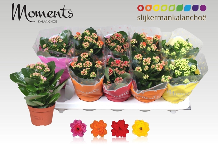 <h4>KAL GE GEM 4 KL</h4>