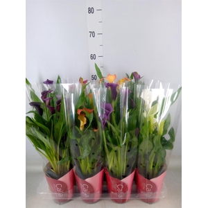 Zantedeschia   ...mix