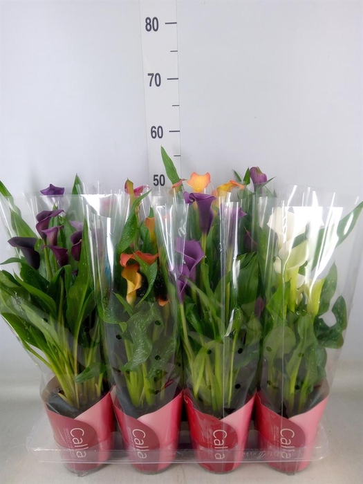 <h4>Zantedeschia ...mix</h4>