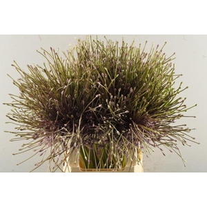 Allium Schubertii L 60