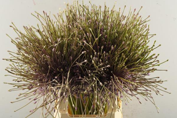<h4>Allium Schubertii L 60</h4>