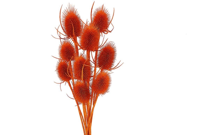 Dried Artz Cardistella Dali Bunch