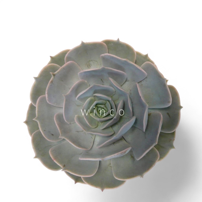 <h4>Echeveria Pollux Cutflower Wincx-8cm</h4>