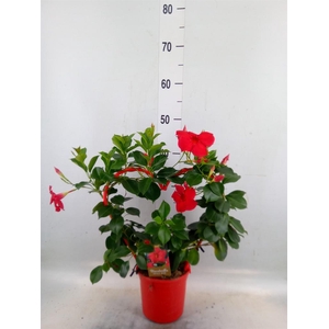 Mandevilla am. 'Sundav Red'