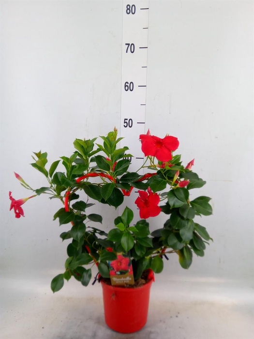 <h4>Mandevilla am. 'Sundav Red'</h4>