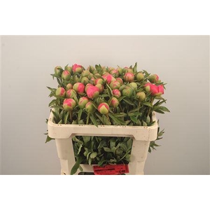 Paeonia L Pink Hawai Co