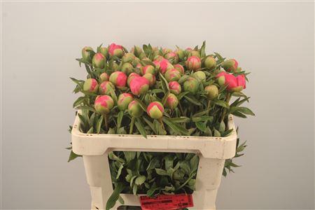 <h4>Paeonia L Pink Hawai Co</h4>