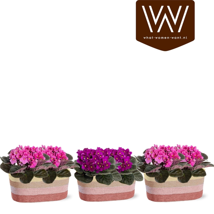 <h4>ARR SAINTPAULIA</h4>