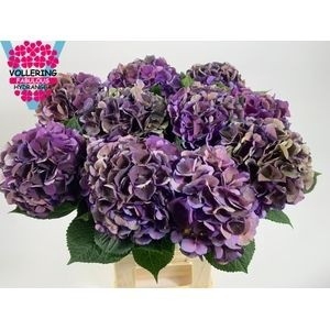<h4>HYDR M ROYAL KING CL</h4>