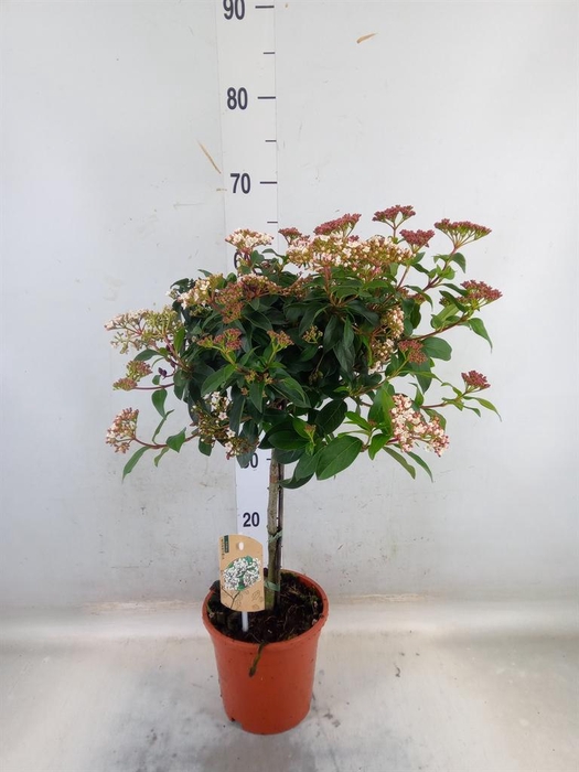 <h4>Viburnum tinus</h4>