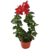 DIPLADENIA P15 VERMELHO