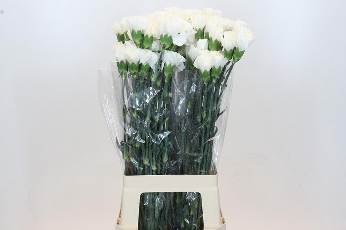 <h4>Dianthus St Moonlight</h4>