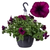 Hpot Petunia Mixlaag