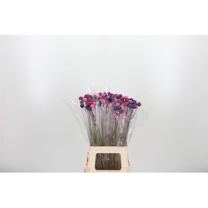 Craspedia Pink Blue Mix