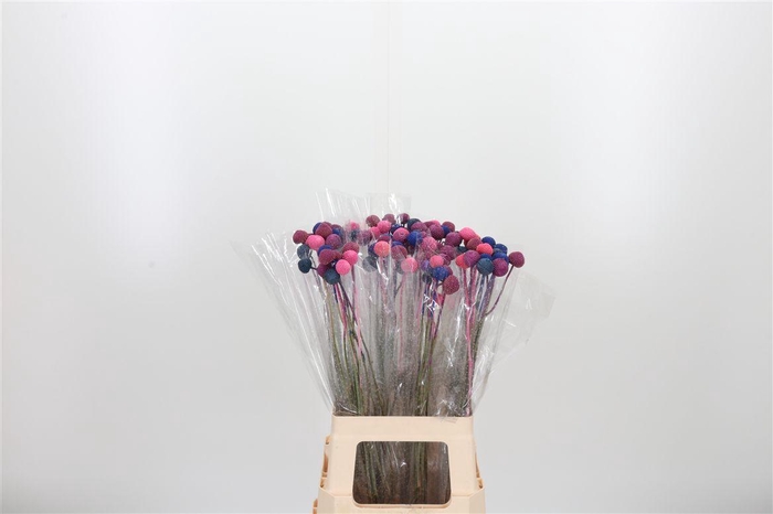 <h4>Craspedia Pink Blue Mix</h4>
