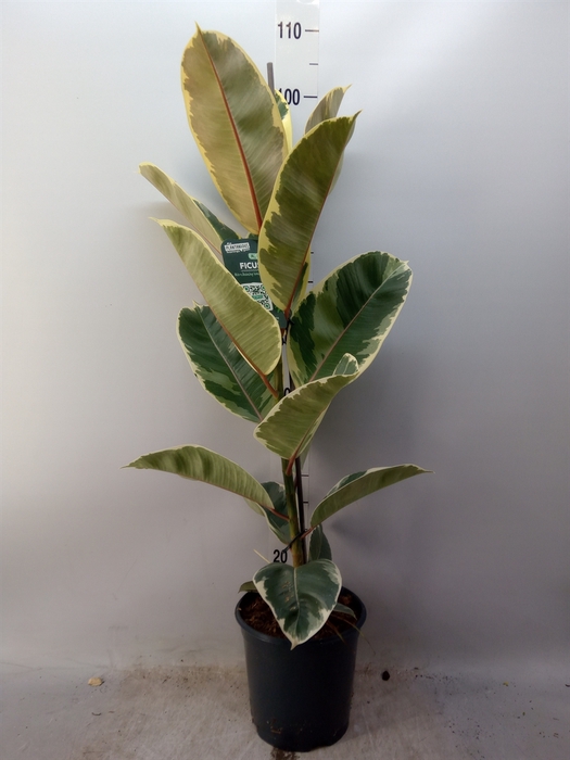 <h4>Ficus elastica 'Tineke'</h4>