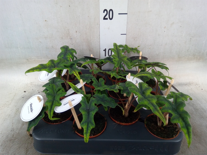 <h4>Alocasia  'Jacklyn'</h4>