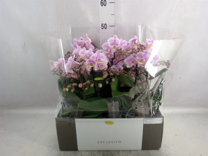 <h4>Phalaenopsis multi.   ...rose</h4>