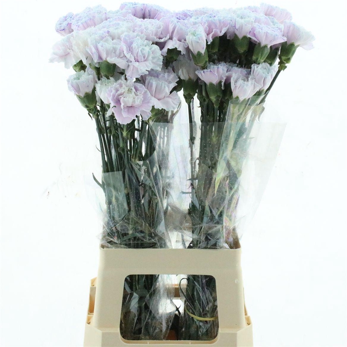 <h4>Di St Col Klb H% Sweet Dreams</h4>