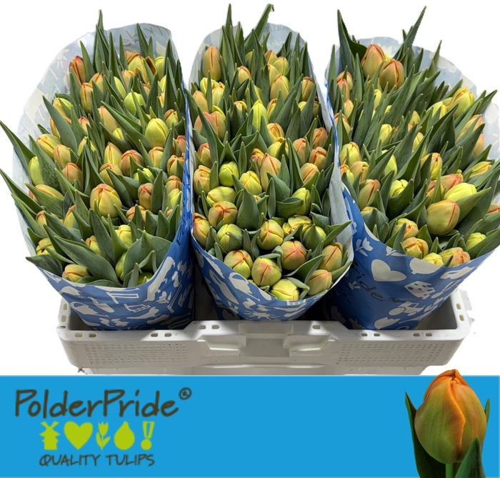 <h4>TU DU ICOON</h4>