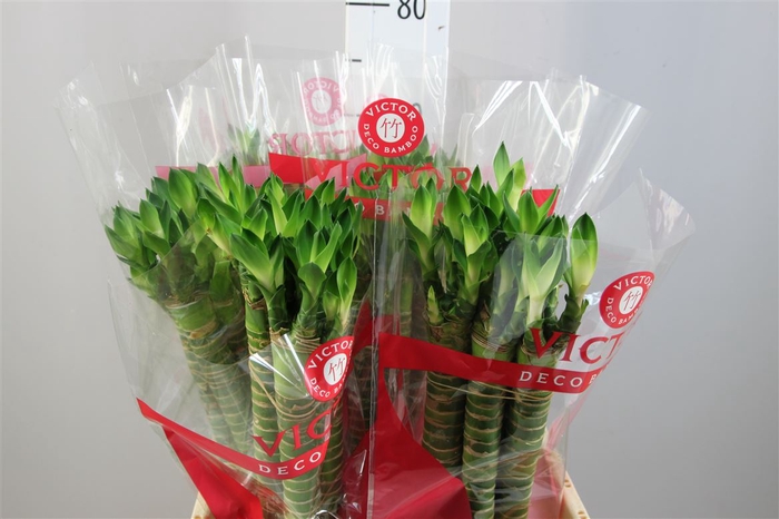 <h4>Lucky Tiger Bamboo Recht 60</h4>