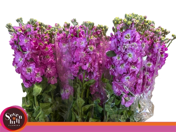 <h4>MATTH MATHILDA ROSE</h4>