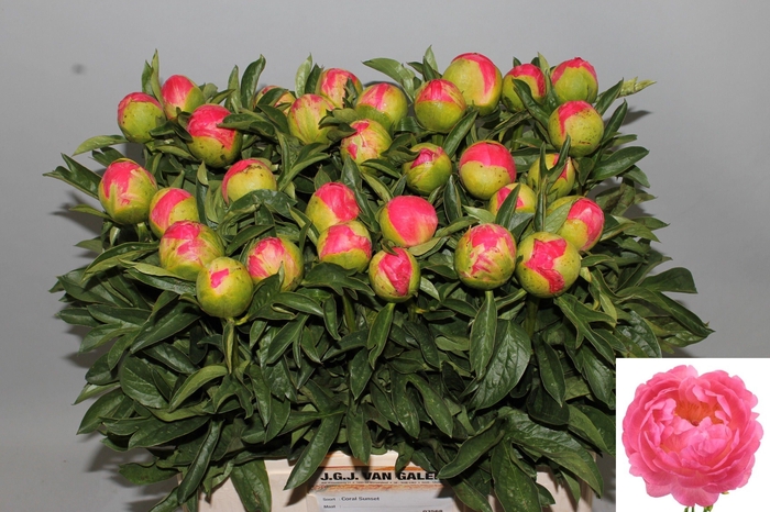 <h4>PAEO CORAL SUNSET</h4>