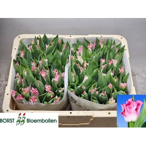 TU CO CROWN  DYNASTY