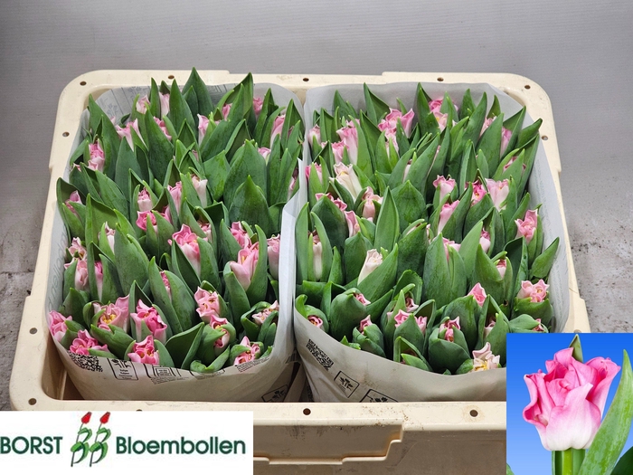 <h4>TU CO CROWN  DYNASTY</h4>