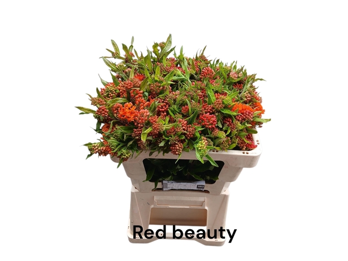 <h4>Ascl T Red Beauty</h4>