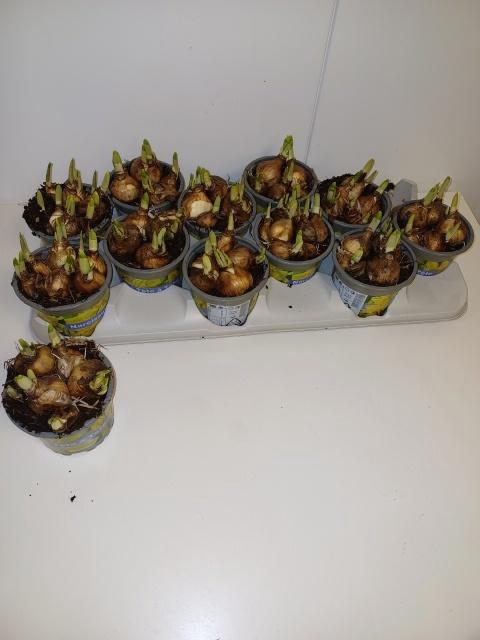 <h4>NARC O TETE A TETE</h4>