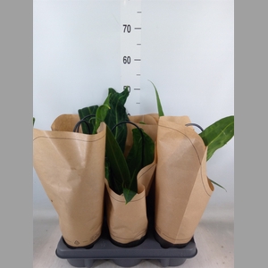 Anthurium   ...