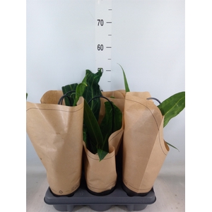 Anthurium   ...