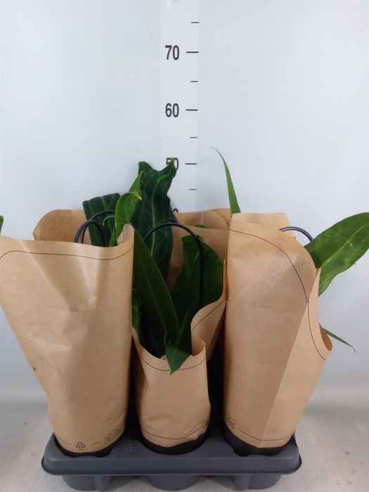 <h4>Anthurium   ...</h4>