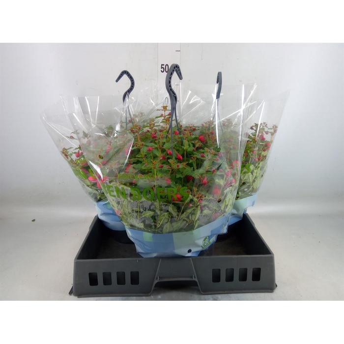 <h4>Fuchsia  'Bella Fuchsia Lydia'</h4>