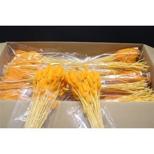 Lagurus Oranje X30