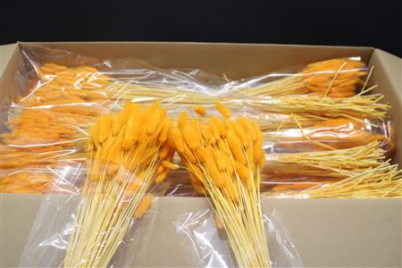 <h4>Lagurus Oranje X30</h4>